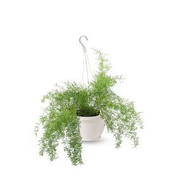 Asparagus Fern